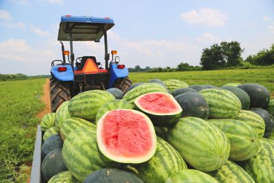 Water Melons from the farm, Food Styling & Photography | Chatter Marketing, Tulsa Oklahoma